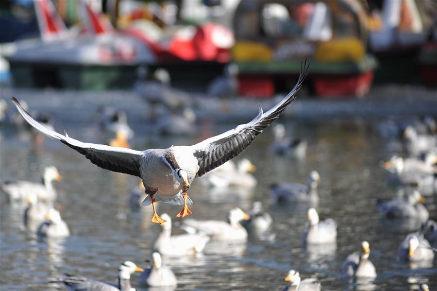 As winter comes, flocks of migratory birds like bar-headed geese and black-headed gulls fly from the north to Lhasa to live through the winter. Photo taken on January 8, 2016 shows the bar-headed gooses in Dzongyab Lukhang Park of Lhasa. [Photo/Xinhua]