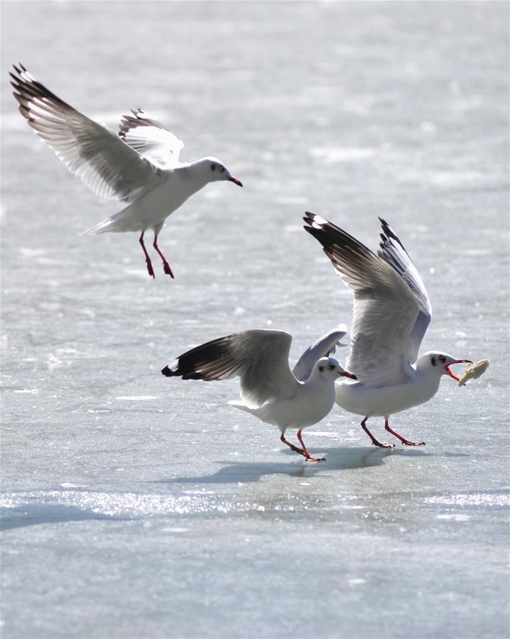 Bar-headed geese have their swings extended in a lake at Dzongyab Lukhang Park in Lhasa, capital of southwest China