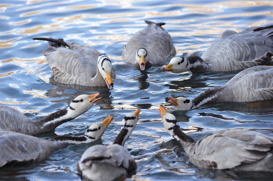 As winter comes, a great many migratory birds have migrated from other places to Lhasa to spend the winter with local resident birds. Under the care of local people, a variety of birds, such as bar-headed gooses, ruddy shelducks, black-headed gulls and so on, spreads their arms when dancing, forages on the water, perches here and there in Lhasa.