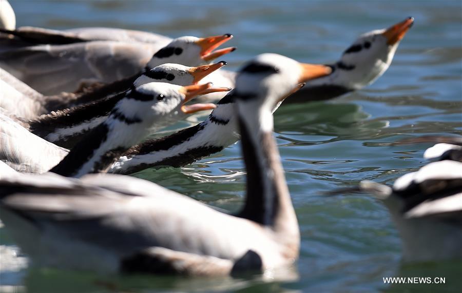 Bar-headed geese swim in a lake in Lhasa, capital of southwest China