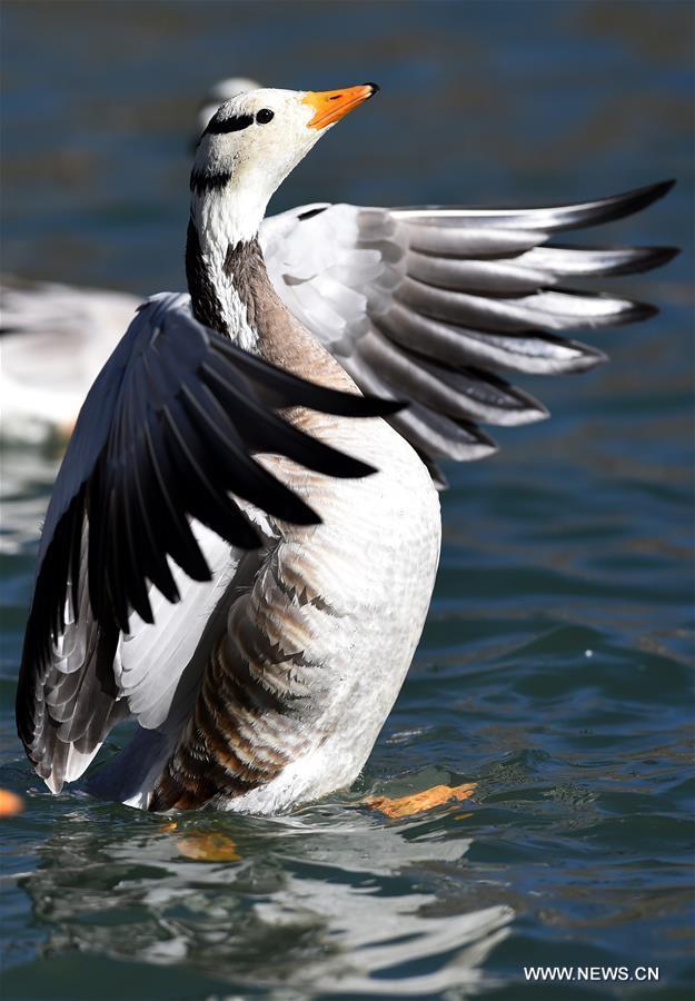 A bar-headed goose swims in a lake in Lhasa, capital of southwest China