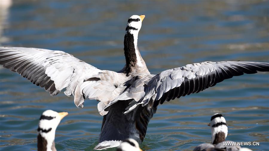 A bar-headed goose swims in a lake in Lhasa, capital of southwest China