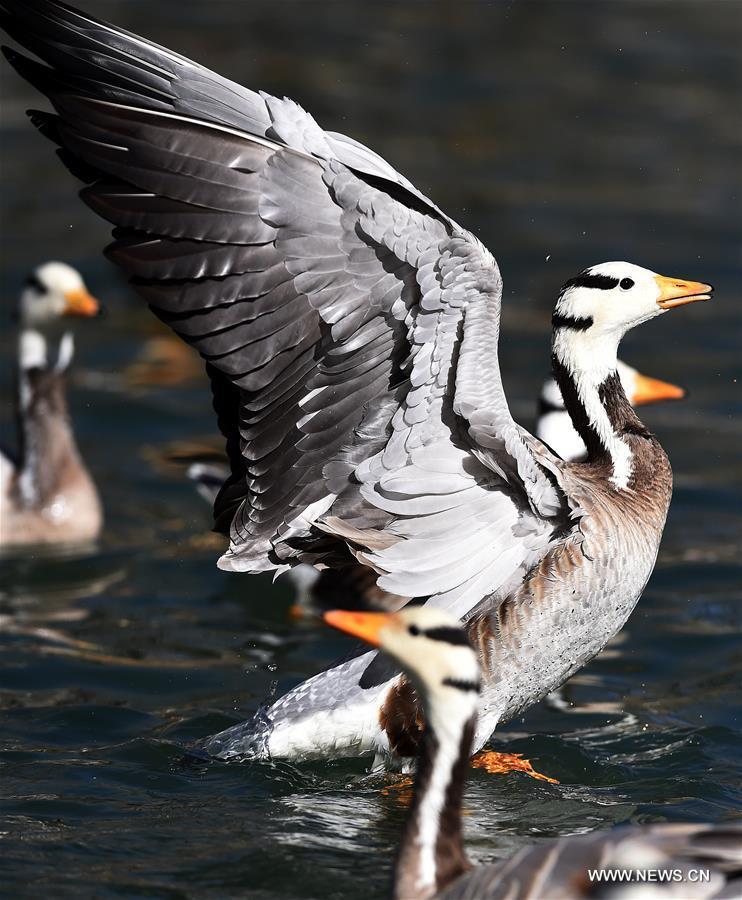 Bar-headed geese swim in a lake in Lhasa, capital of southwest China