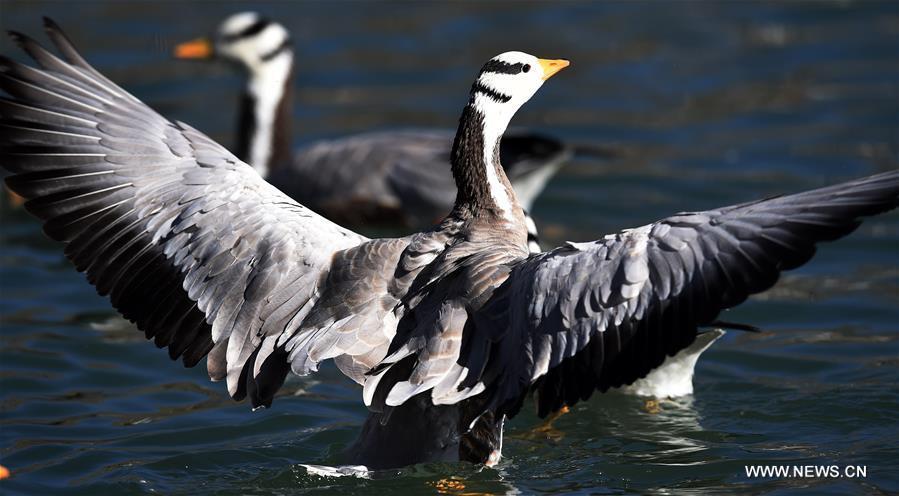 A bar-headed goose swims in a lake in Lhasa, capital of southwest China