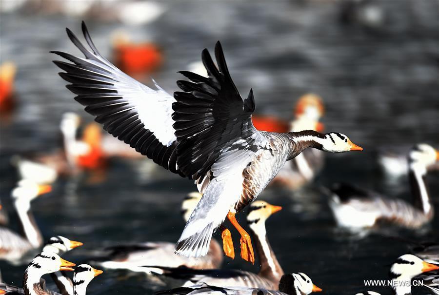 A bar-headed goose flies over a lake in Lhasa, capital of southwest China