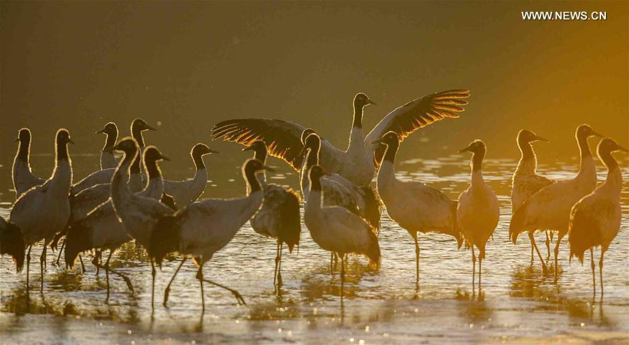 Black-necked cranes are seen in Lhunzhub County, southwest China