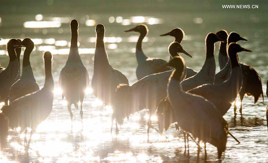 Black-necked cranes are seen in Lhunzhub County, southwest China