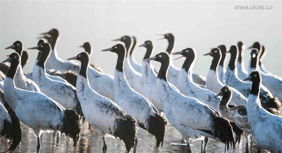 Black-necked cranes are seen in Lhunzhub County, southwest China