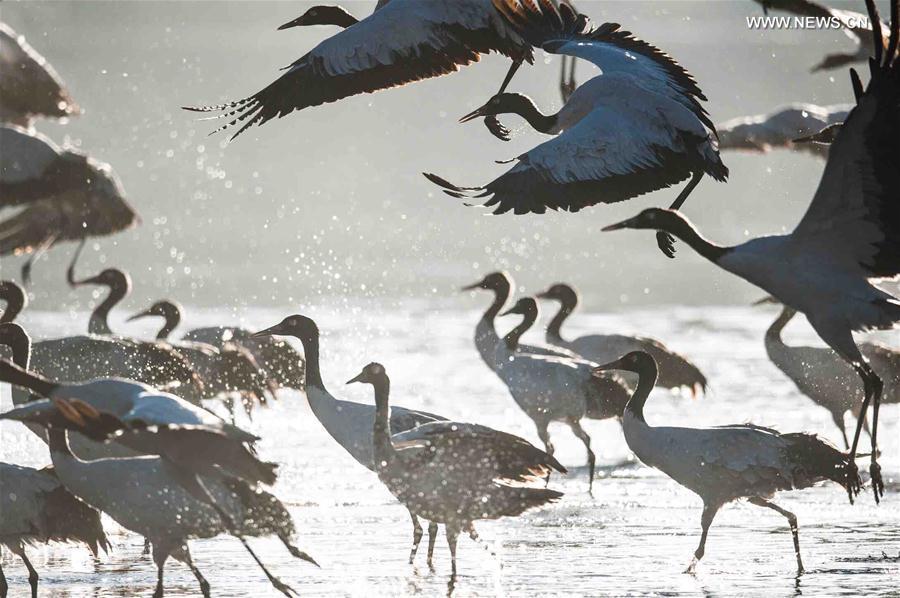 Black-necked cranes are seen flying in Lhunzhub County, southwest China