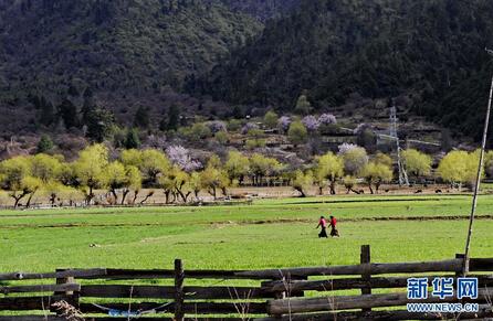 Photo taken on November 7, 2015 shows the scenery of Druquten Village, Nyingchi City, southwest China’s Tibet Autonomous Region. [Photo/Xinhua]Since the 65th Anniversary of Tibet