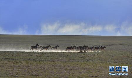 Photo taken on June 26, 2014 shows the scenery of Qiangtang National Natural Reserve, southwest China’s Tibet Autonomous Region. [Photo/Xinhua]Since the 65th Anniversary of Tibet