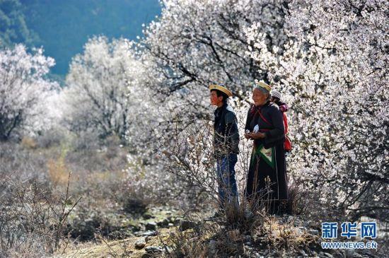 Photo taken on April 15, 2016 shows the scenery of Taohua Village, Gonpo Gyamda County, southwest China’s Tibet Autonomous Region. [Photo/Xinhua]Since the 65th Anniversary of Tibet