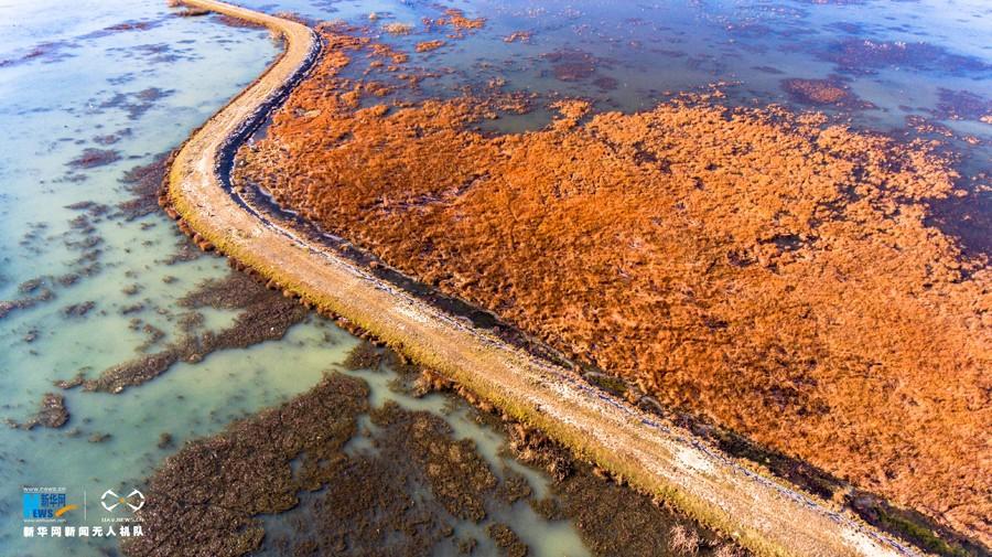 Photo taken on Nov. 17, 2016 shows the beautiful scenery of Lalu wetland in the morning light of early winter. [Photo/Xinhua]At an elevation of 3,646 meters above sea level, Lalu Wetland National Nature Preserve is located in the north of Lhasa. Being the largest urban wetland in the world, Lalu Wetland National Nature Preserve, also called Lalu Wetland Nature Reserve, covers 12.2 square kilometers, of which the core area is 6.6 square kilometers in the center of Lhasa City, the capital of the Tibet Autonomous Region.