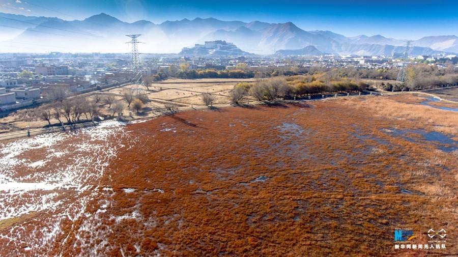 Photo taken on Nov. 17, 2016 shows the beautiful scenery of Lalu wetland in the morning light of early winter. [Photo/Xinhua]At an elevation of 3,646 meters above sea level, Lalu Wetland National Nature Preserve is located in the north of Lhasa. Being the largest urban wetland in the world, Lalu Wetland National Nature Preserve, also called Lalu Wetland Nature Reserve, covers 12.2 square kilometers, of which the core area is 6.6 square kilometers in the center of Lhasa City, the capital of the Tibet Autonomous Region.