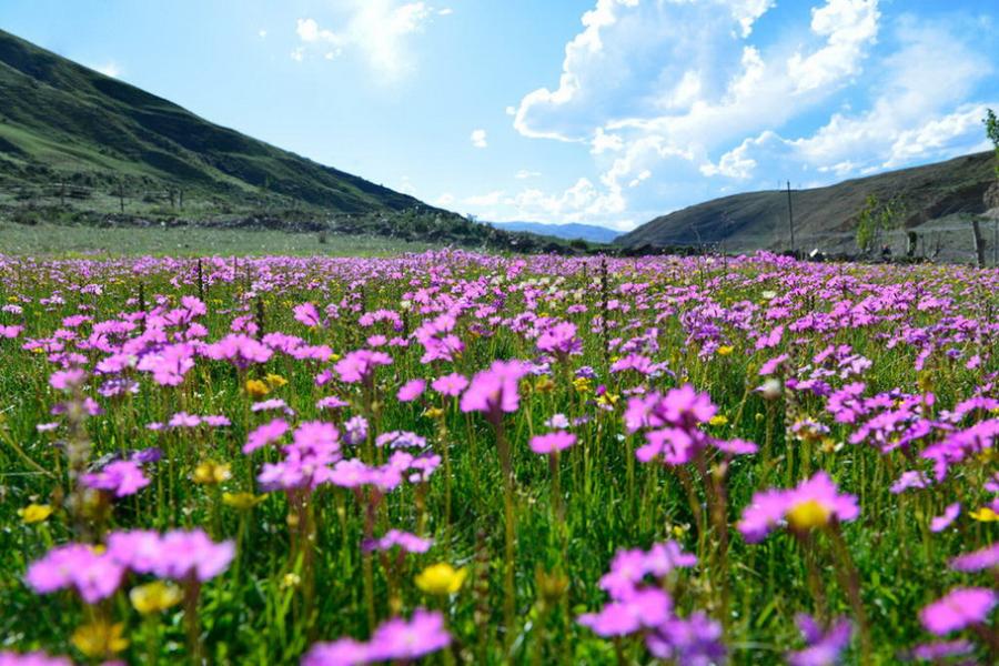 Tibet is a region on the Tibetan Plateau in Asia, spanning nearly a quarter of China