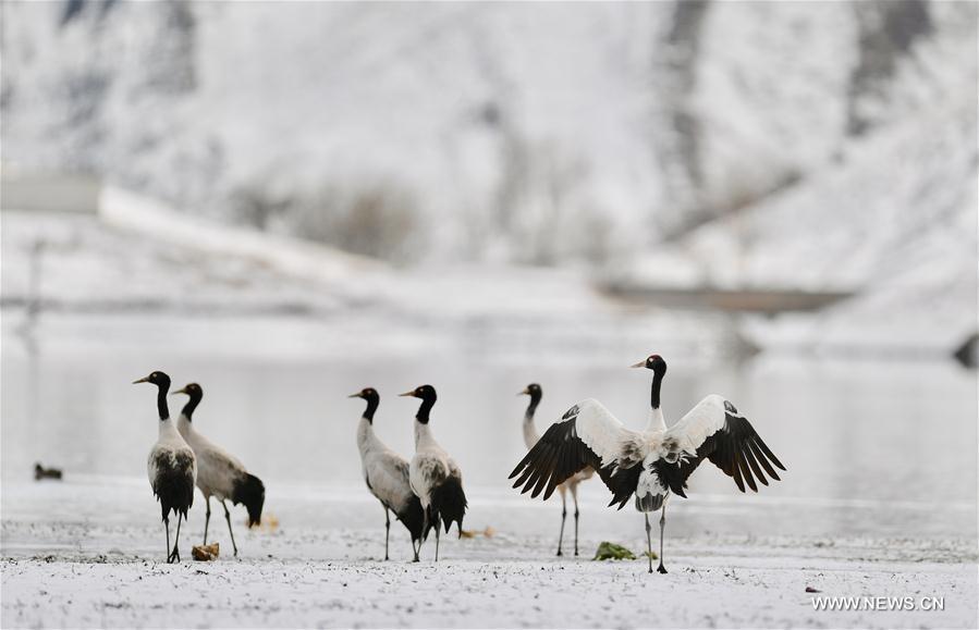 Black-necked cranes, the first-level state protected wildlife, are seen in snow in Linzhou County, southwest China