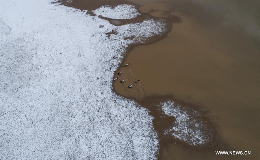 Aerial photo taken on March 10, 2018 shows the first-level state protected wildlife black-necked cranes in snow and water in Linzhou County, southwest China