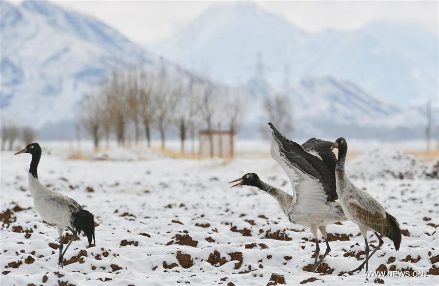 Black-necked cranes, the first-level state protected wildlife, are seen in snow in Linzhou County, southwest China