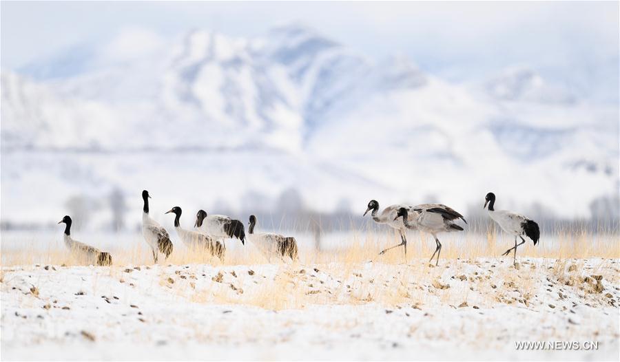 Black-necked cranes, the first-level state protected wildlife, are seen in snow in Linzhou County, southwest China