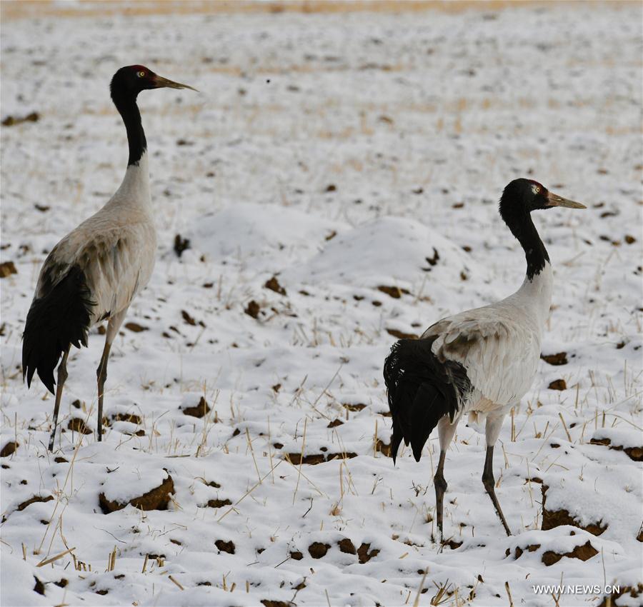 Black-necked cranes, the first-level state protected wildlife, are seen in snow in Linzhou County, southwest China