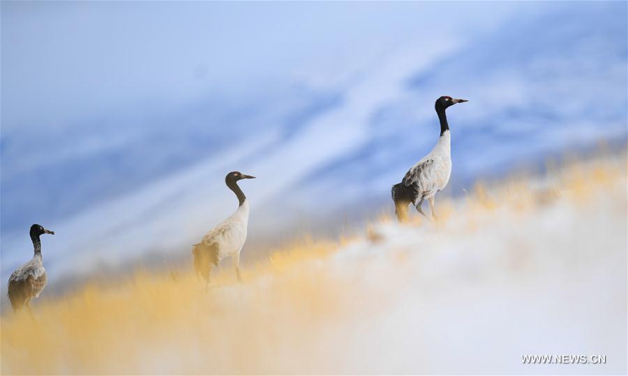 Black-necked cranes, the first-level state protected wildlife, are seen in snow in Linzhou County, southwest China