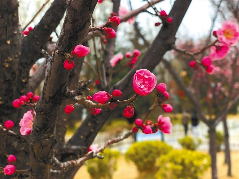 Photo shows prunus cerasiferas are in full blossom in Dzongyab Lukhang Park, Lhasa, capital of southwest China’s Tibet Autonomous Region. [Photo/China Tibet News]During the spring season, flowers in Dzongyab Lukhang Park are in full bloom, luring a growing number of citizens to come. Prunus cerasiferas begin to bloom at the beginning of March and will last until mid-March. From the end of March to April, peach blossoms start to show their buds. As weather gets warmer, red plum will be in full blossom in April. When May comes, Dzongyab Lukhang Park will welcome the picturesque view of cherry blossoms. Dzongyab Lukhang Park is a famous park in Lhasa, capital of southwest China’s Tibet Autonomous Region.