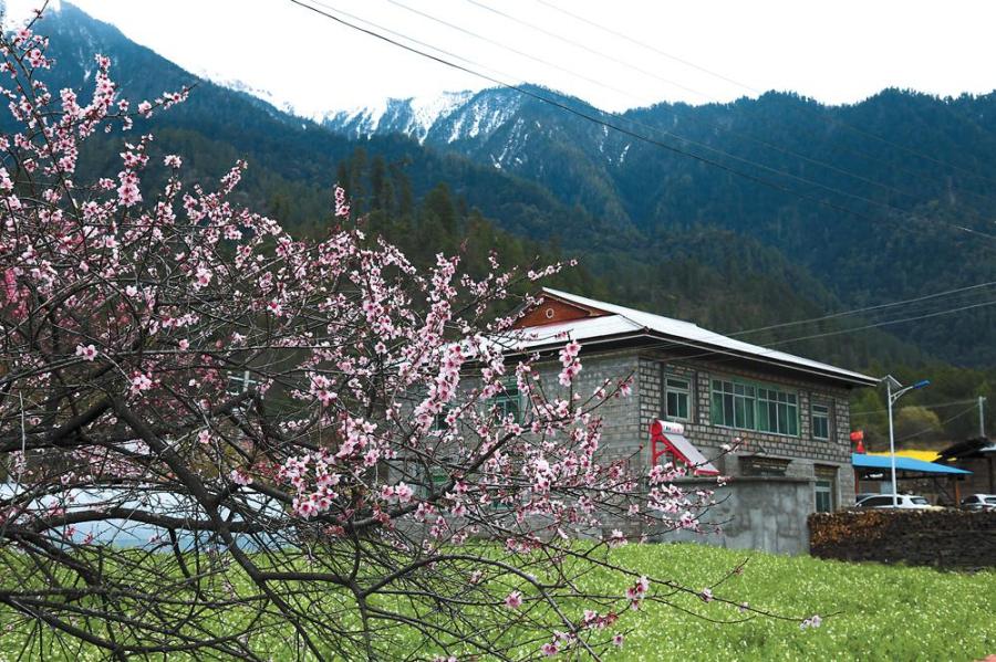 Photo shows peach blossoms are in full bloom against the background of snow-capped mountain. [China Tibet News/Shi Jinru, Pan Lu]