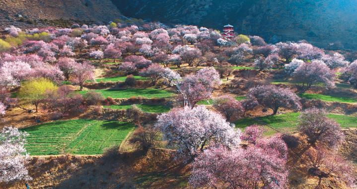 Photo shows the scenery of peach blossoms in Bayi, Nyingchi of southwest China’s Tibet Autonomous Region. [China Tibet News/Shi Jinru, Pan Lu]