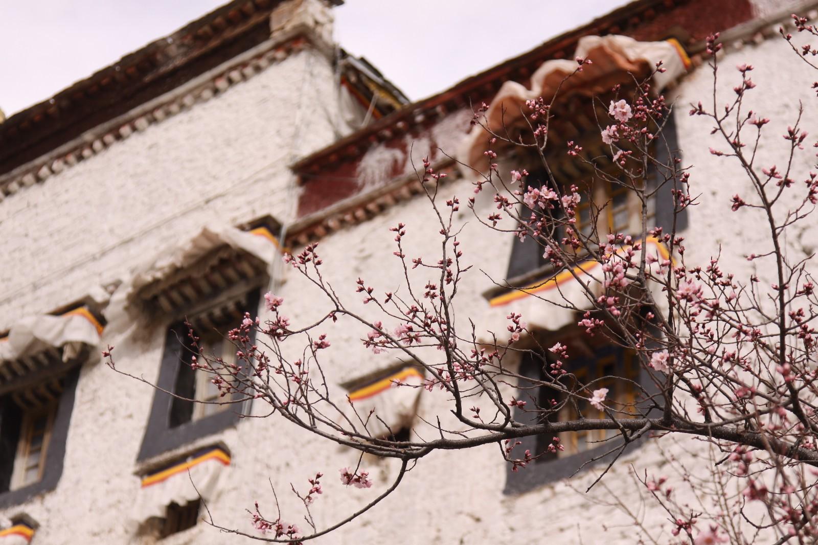 Photo shows the blooming peach flowers at Pabongka Temple, Lhasa of southwest China