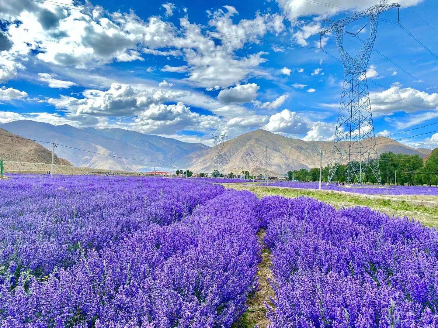 Recently, purple flowers of Bella Garden in Darktse County of Lhasa City, the capital of southwest China