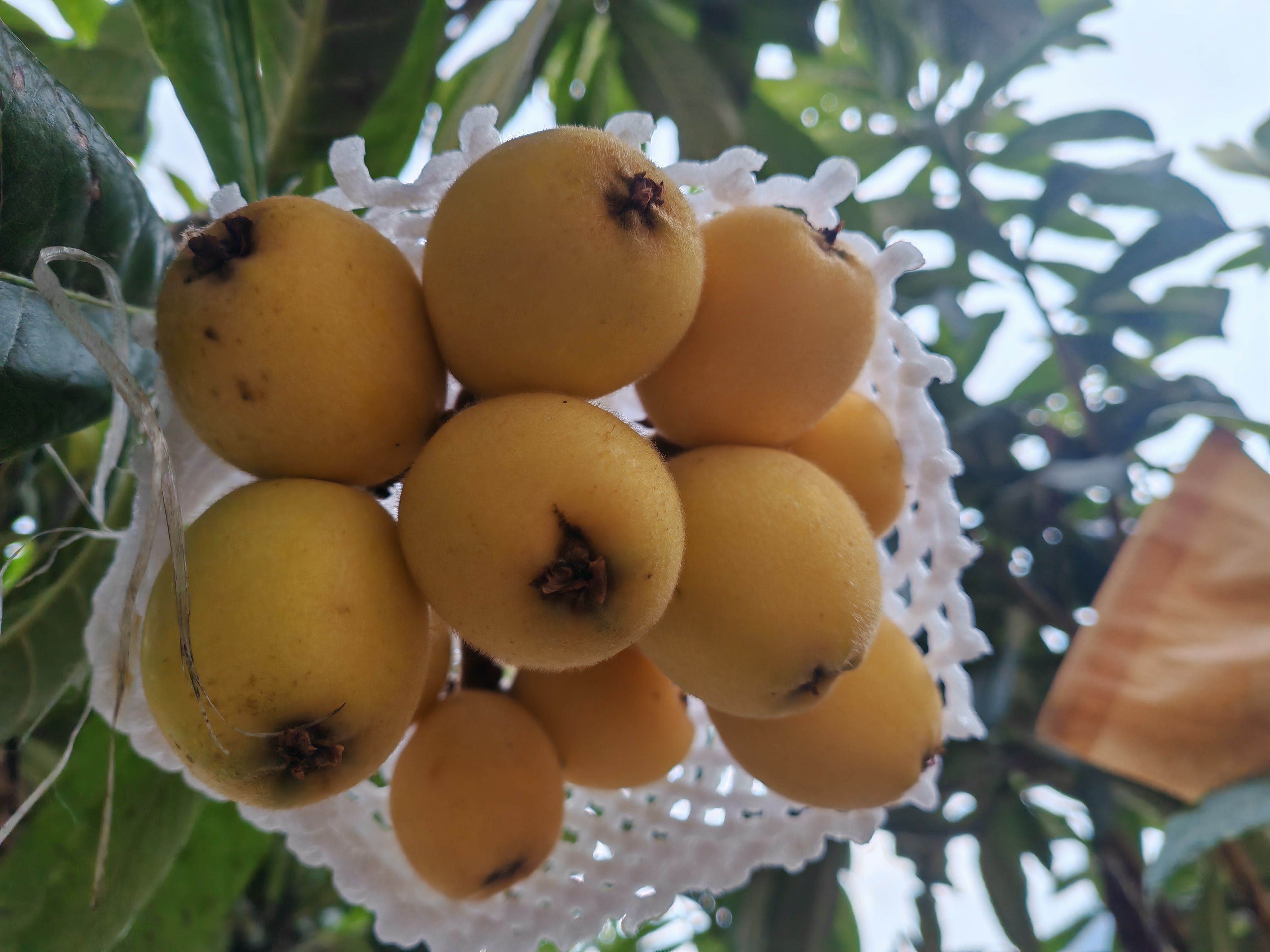 The ripe loquats..jpg